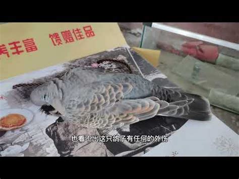 鳥死在門口|【小鳥死在家門口】鳥死家門口快小心！大運已過小心暗災降臨